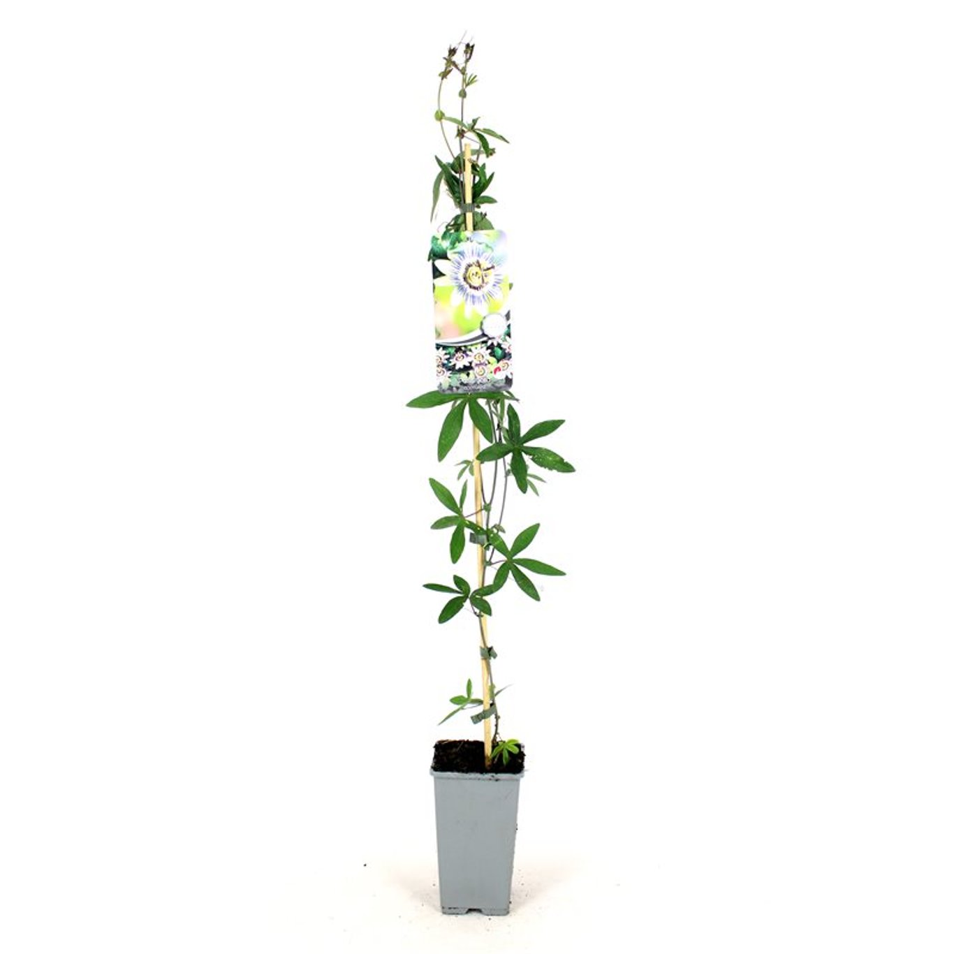 Passiflora caerulea - C2 80-100 CM Stick
